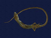 藏品(蓬萊草蜥)的圖片